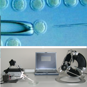 micromanipulation micromanipulation